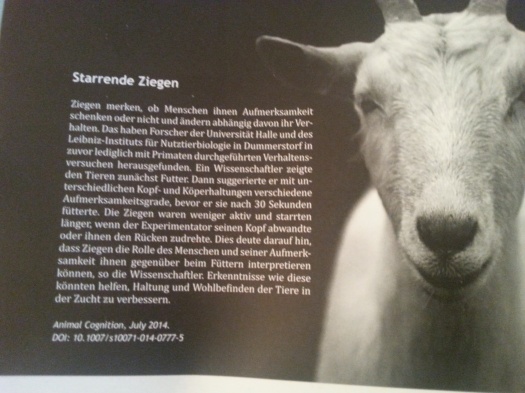 2014_Leibniz-Journal 032014 Starrende Ziegen